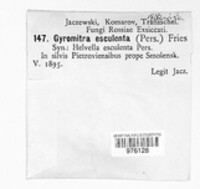Gyromitra esculenta image